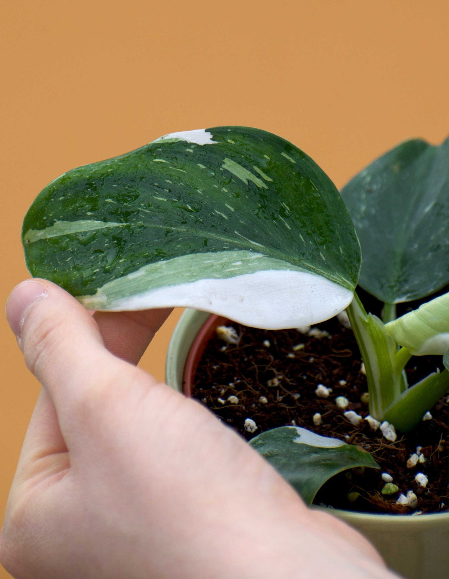 Philodendron white wizard