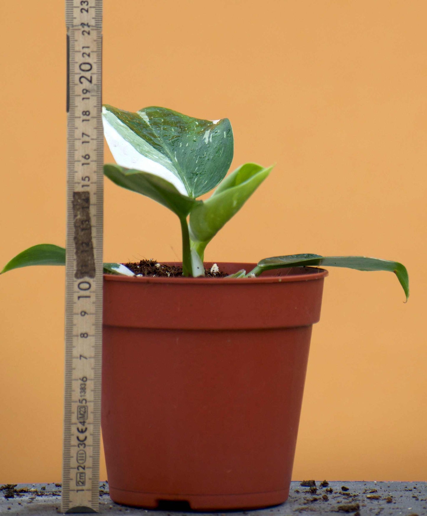 Philodendron white wizard medium storek