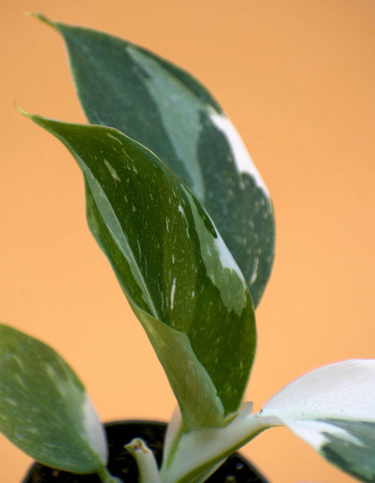 Philodendron white wizard