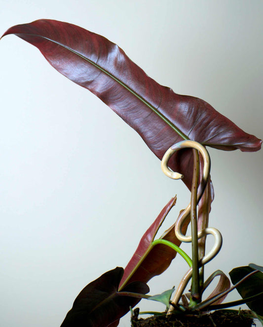 Philodendron atabapoense