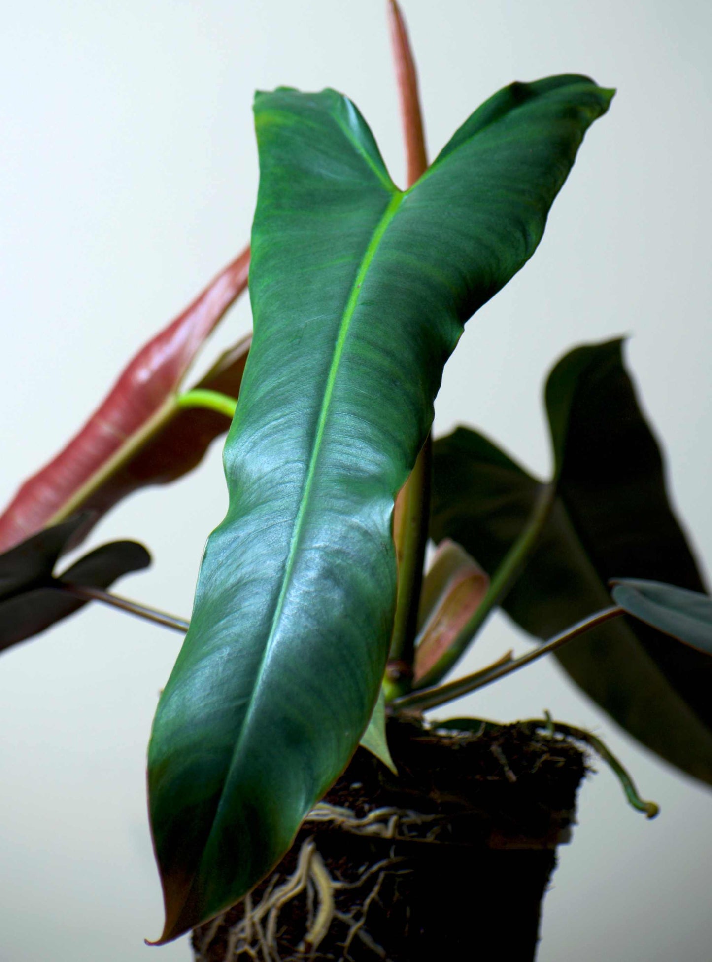 Philodendron atabapoense