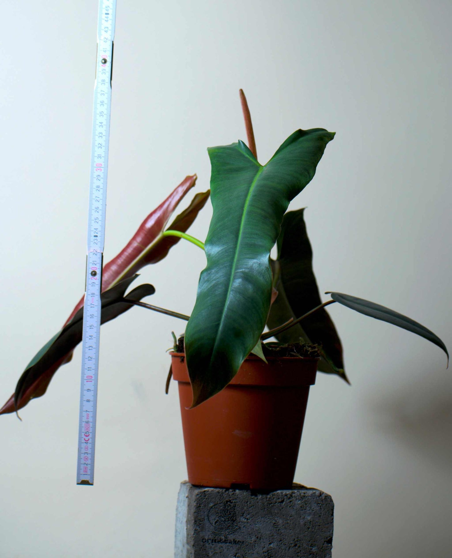 Philodendron atabapoense