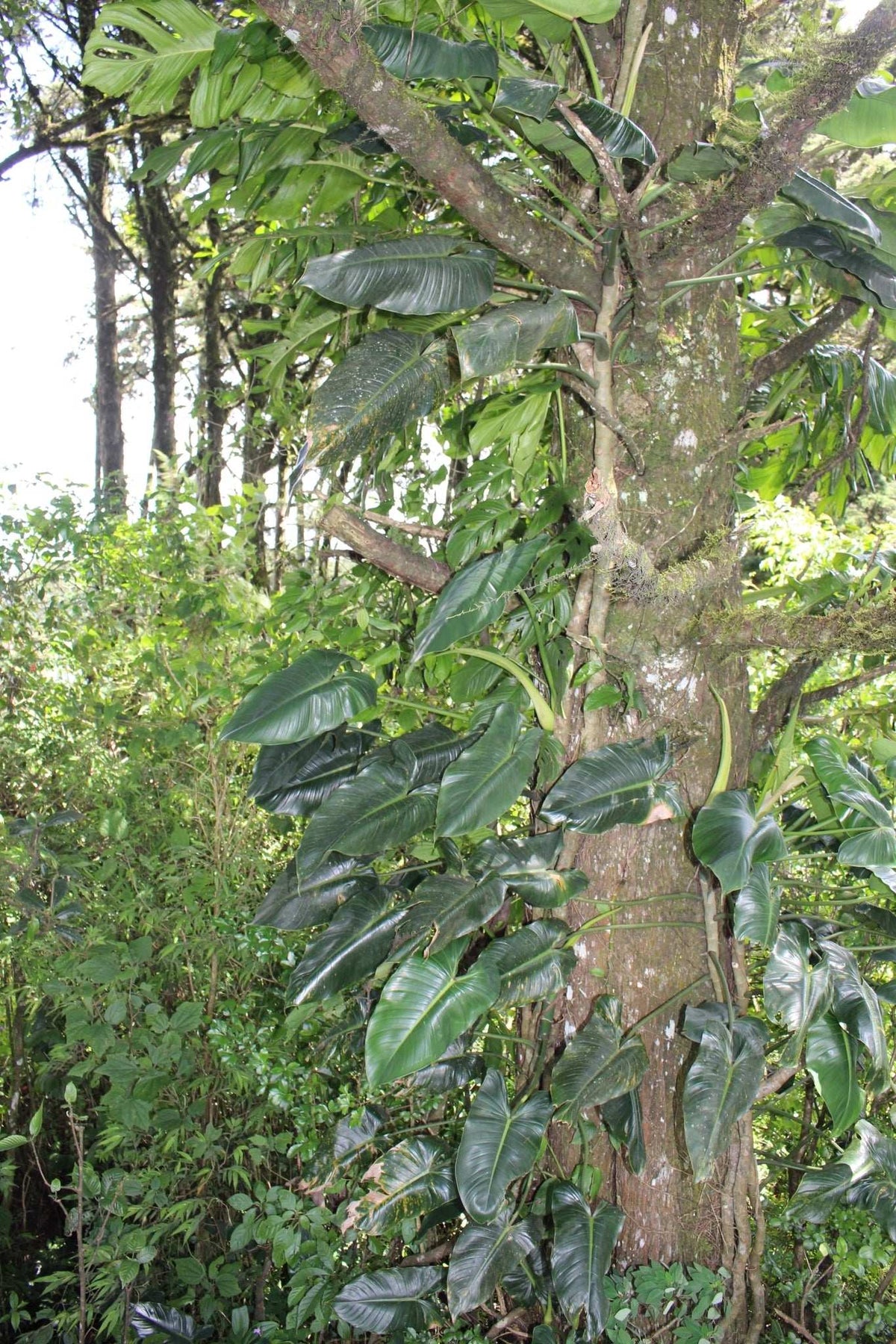 Philodendron brenesii