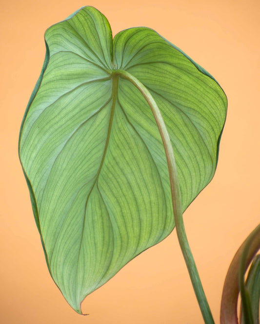 Philodendron pastazanum
