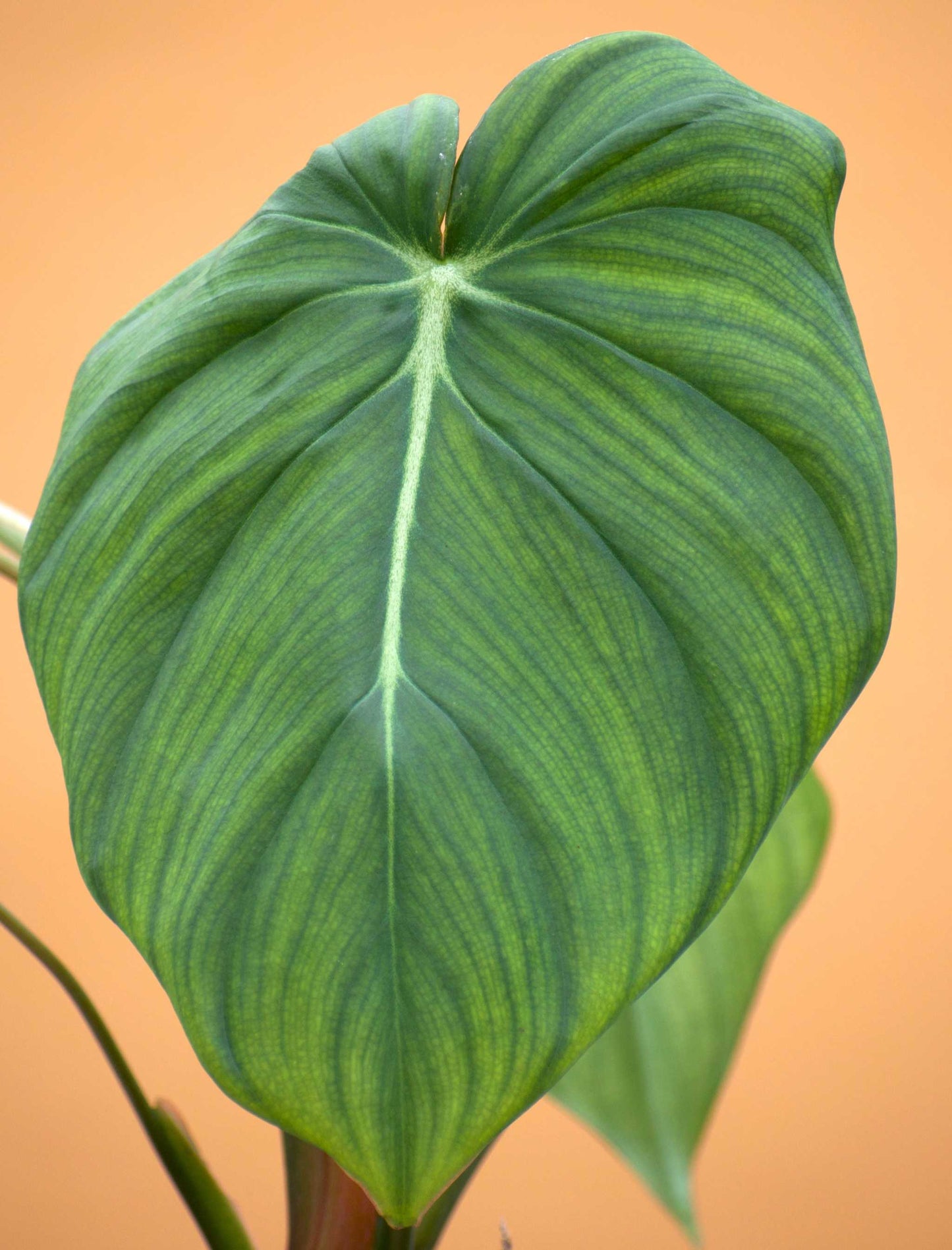 Philodendron pastazanum