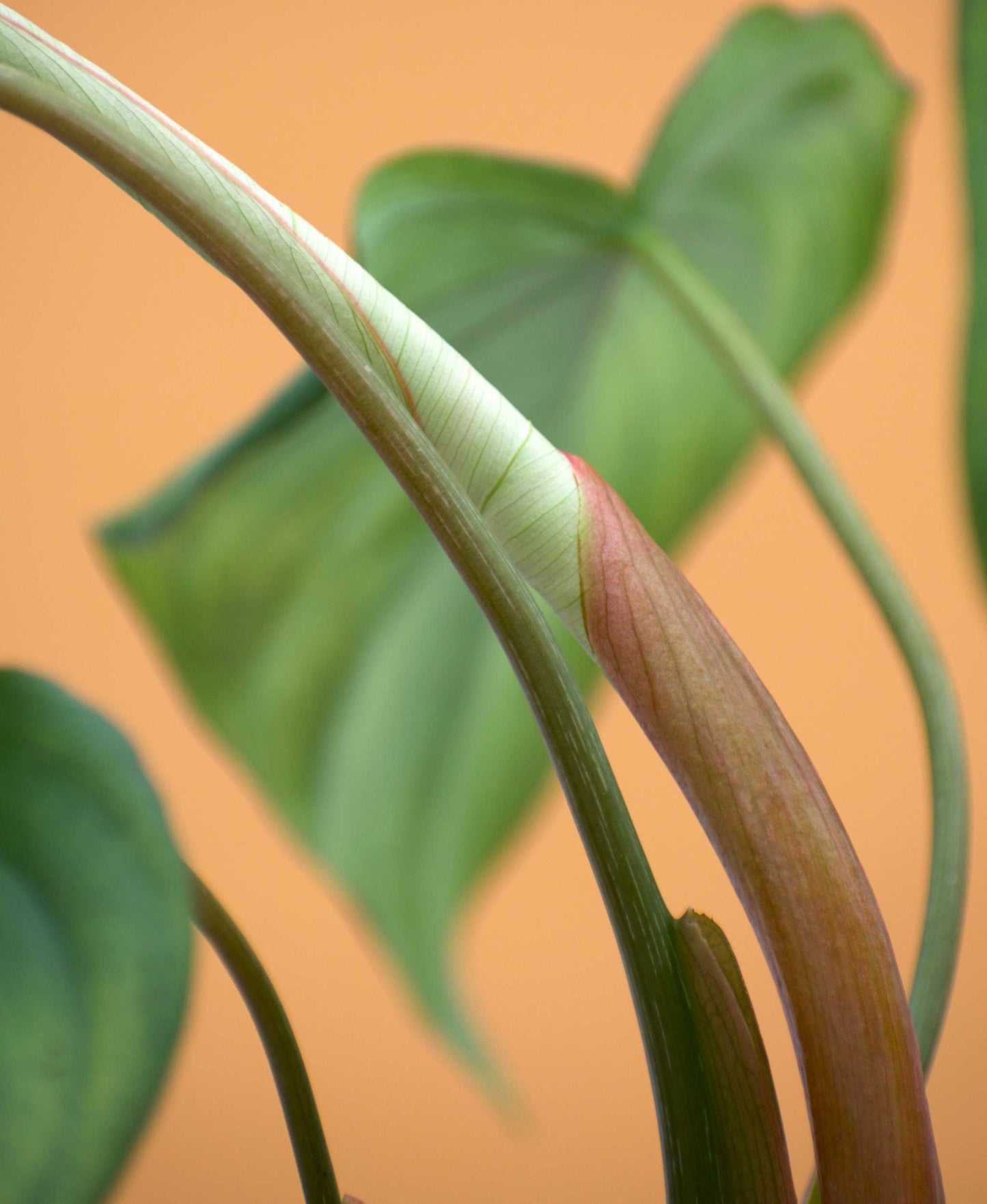 Philodendron pastazanum