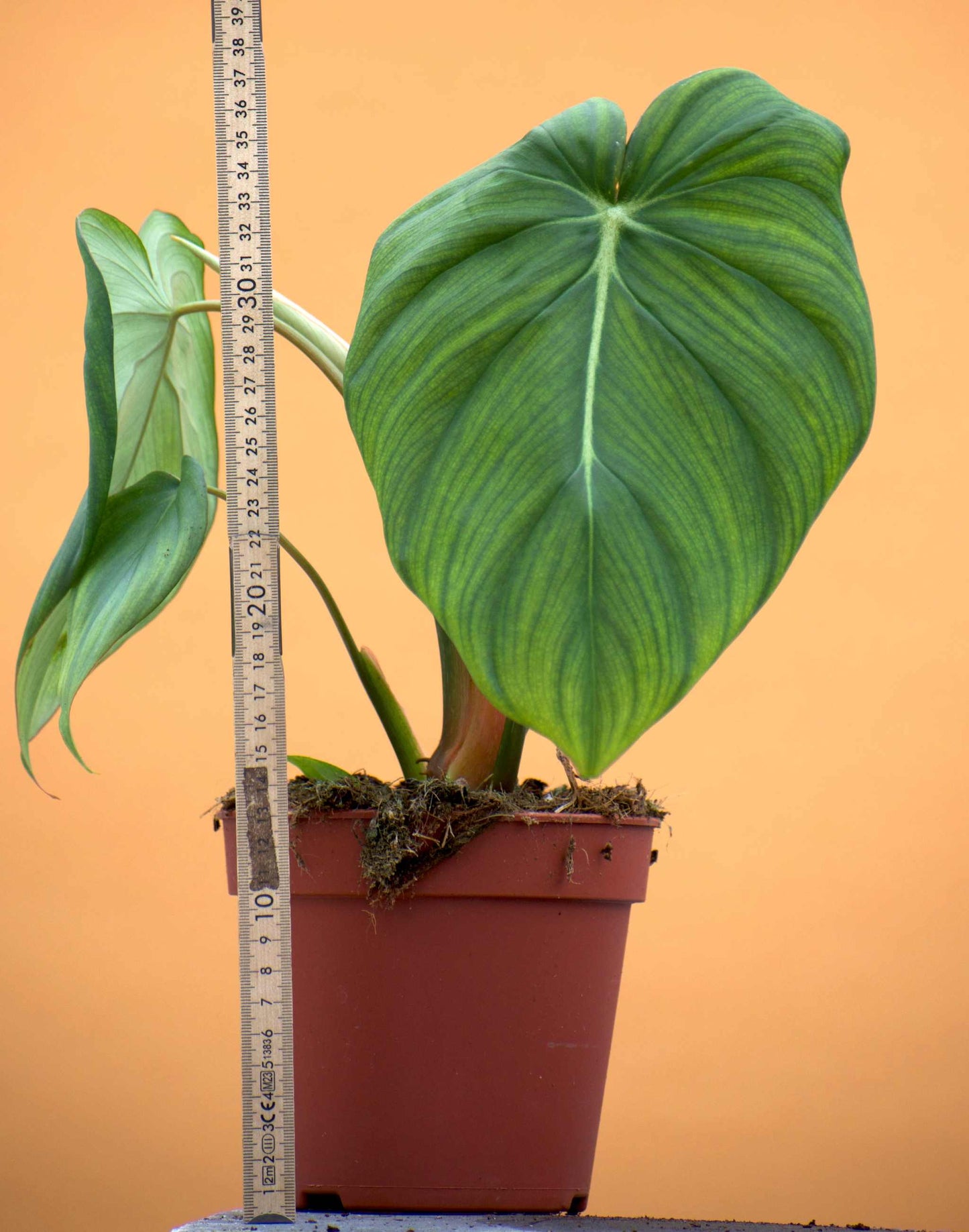 Philodendron pastazanum