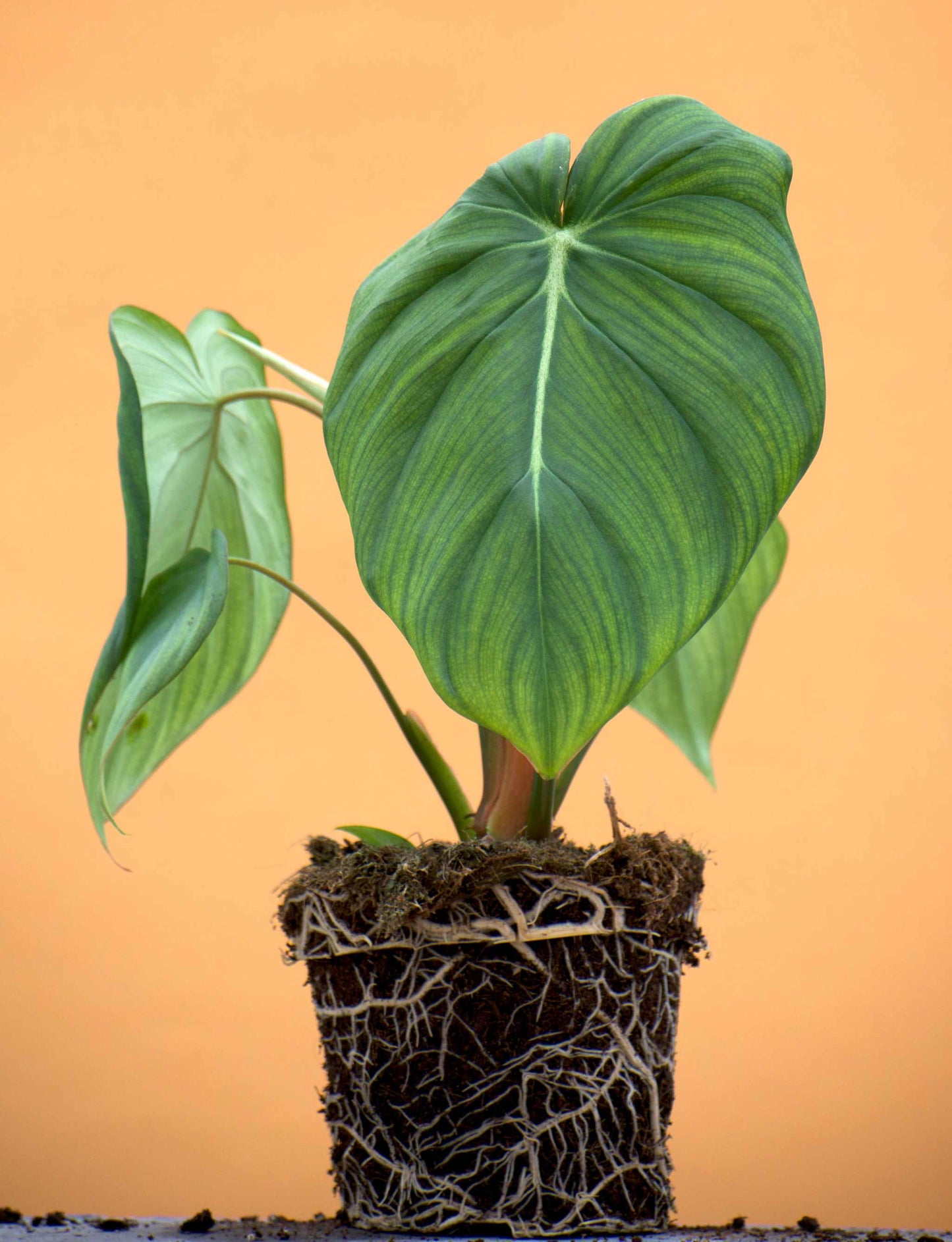 Philodendron pastazanum