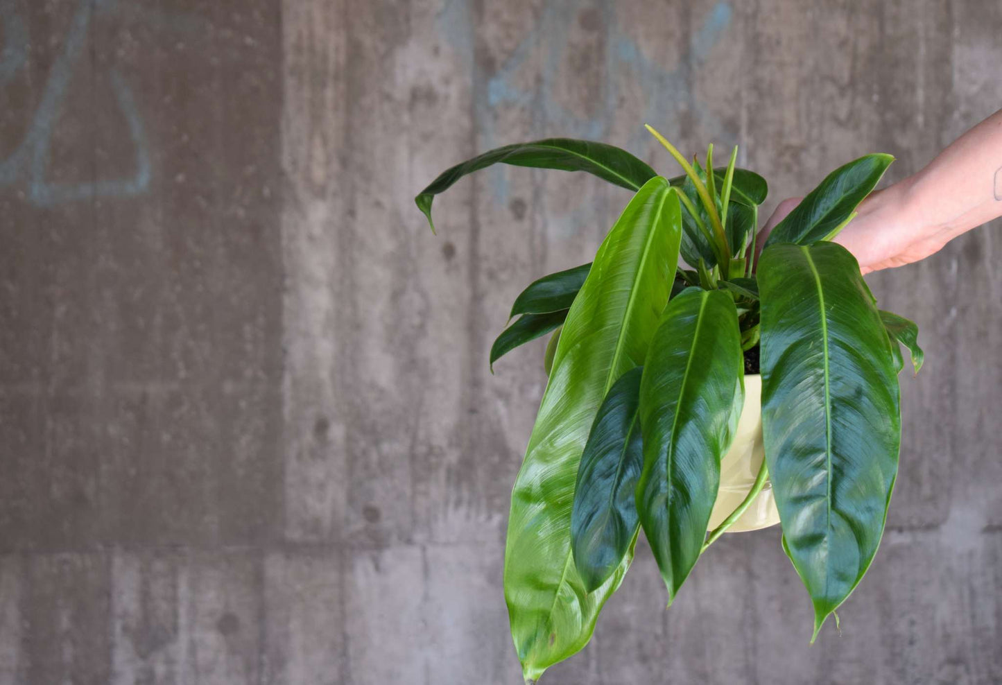 Philodendron patriciae