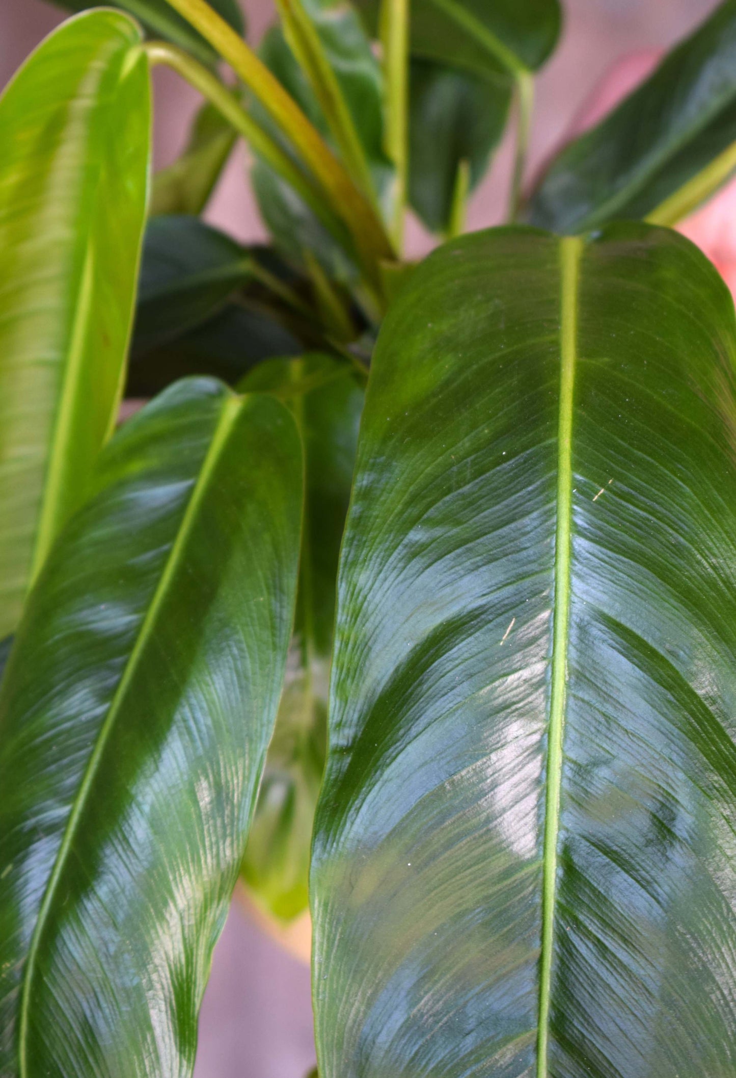 Philodendron patriciae