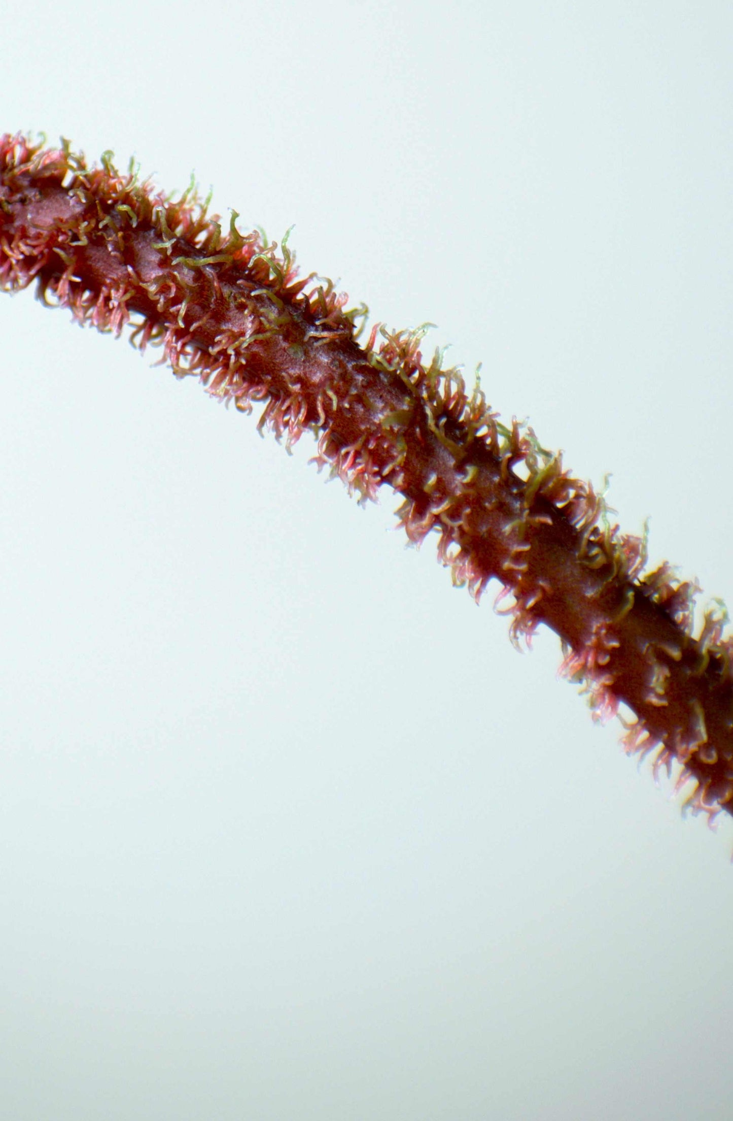 Philodendron squamiferum 'Mossranka'