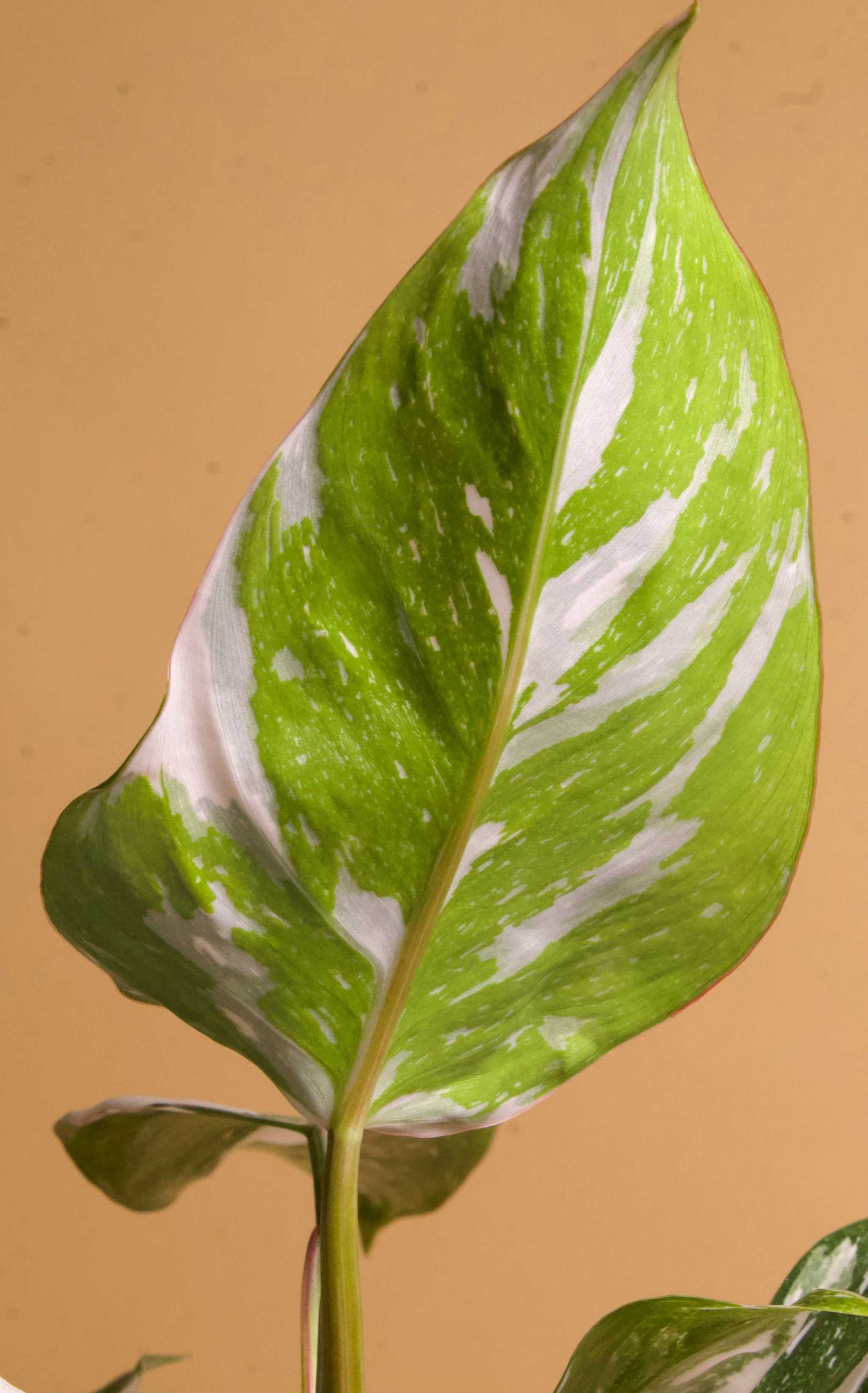 Philodendron 'White Princess'