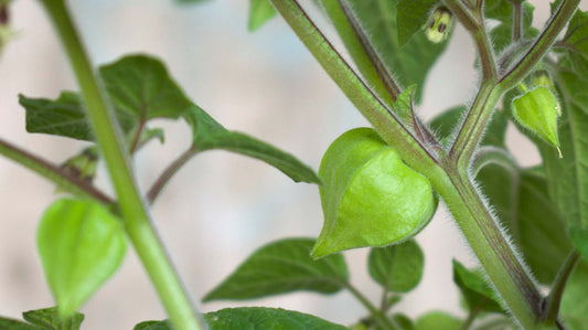Physalis peruviana