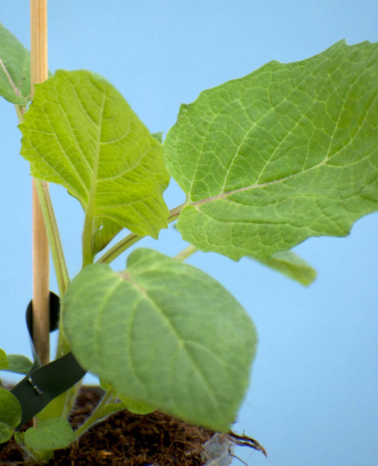 Physalis pruinosa 'Stachelbeere'