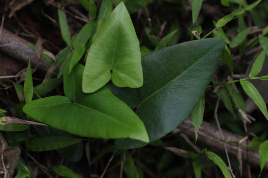 Hemionitis arifolia (Pilbräken)