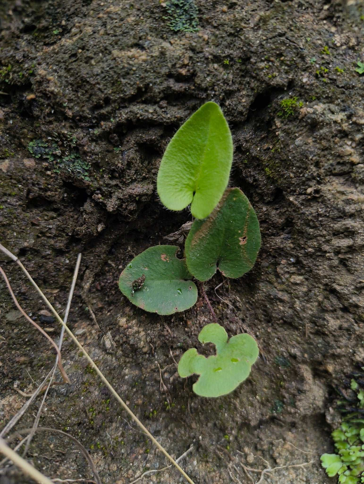 Hemionitis arifolia (Weidenfarn)