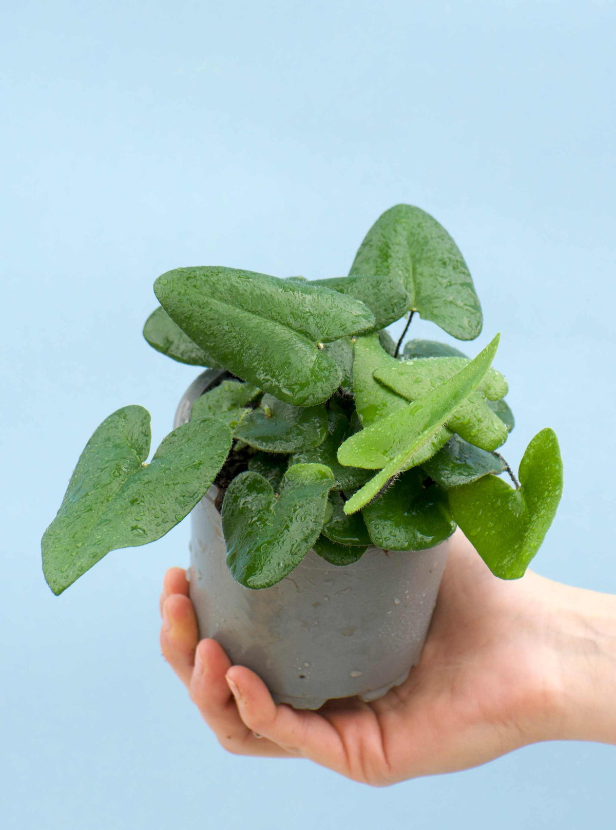Hemionitis arifolia (Weidenfarn)