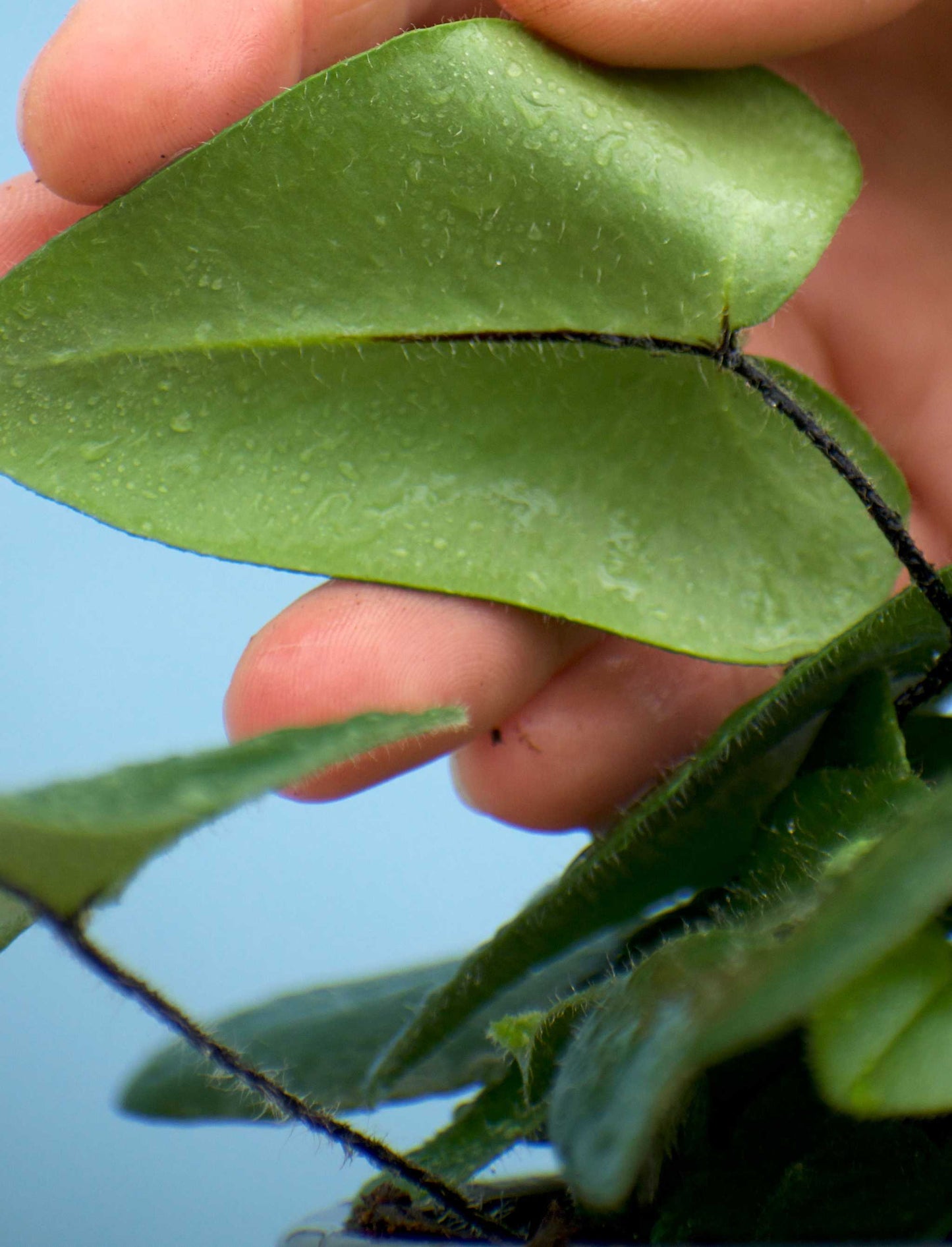 Hemionitis arifolia (Willow Fern)