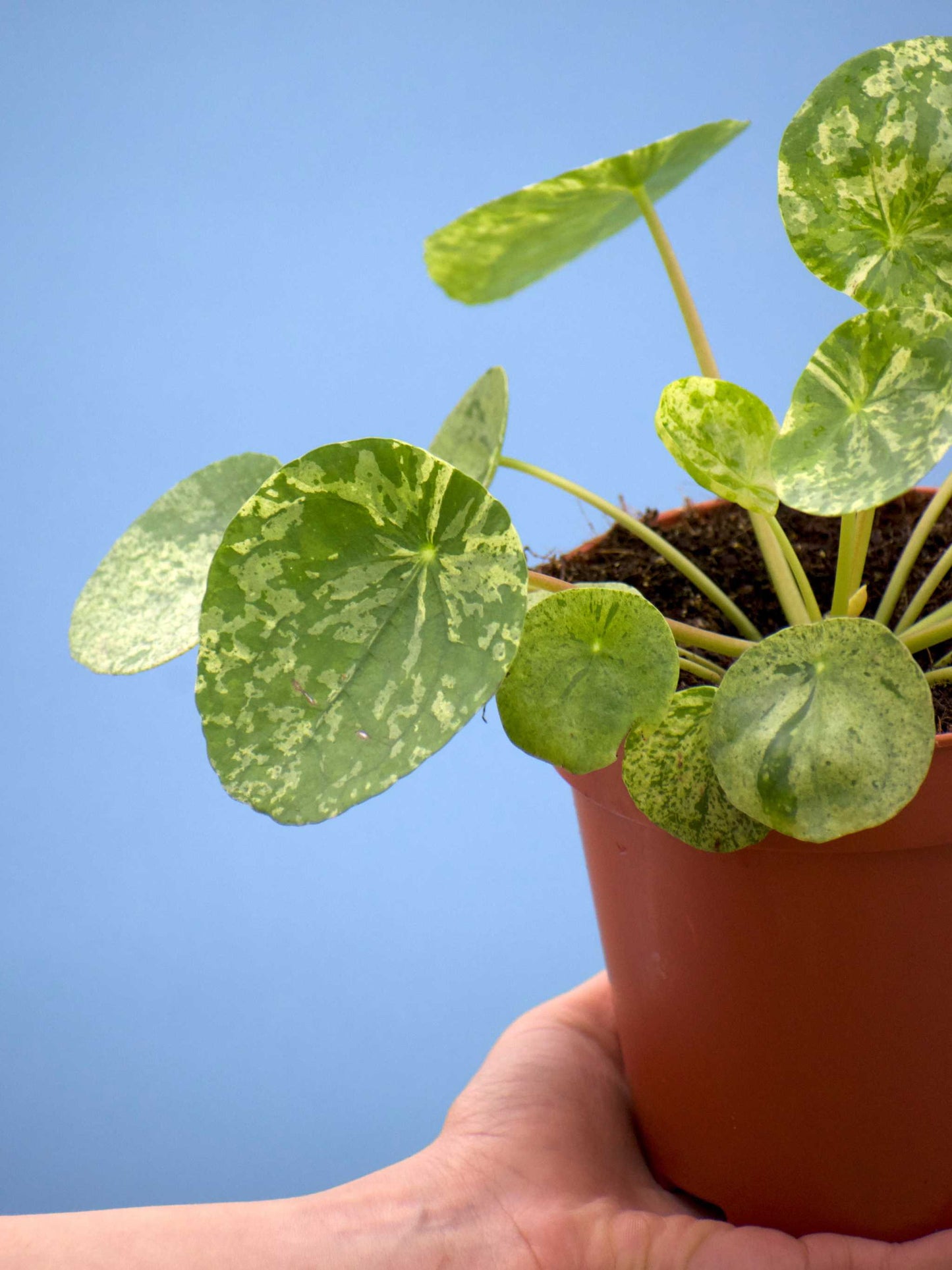 Pilea peperomioides 'Mojito'