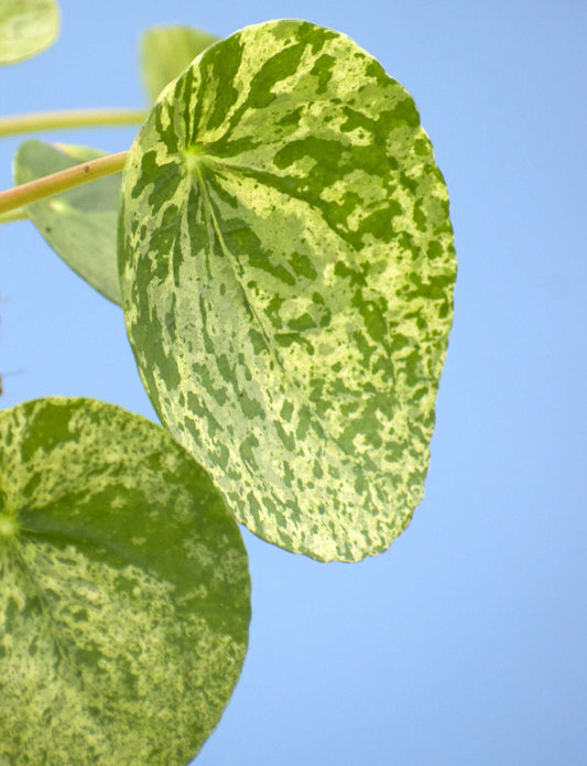 Pilea peperomioides 'Mojito'