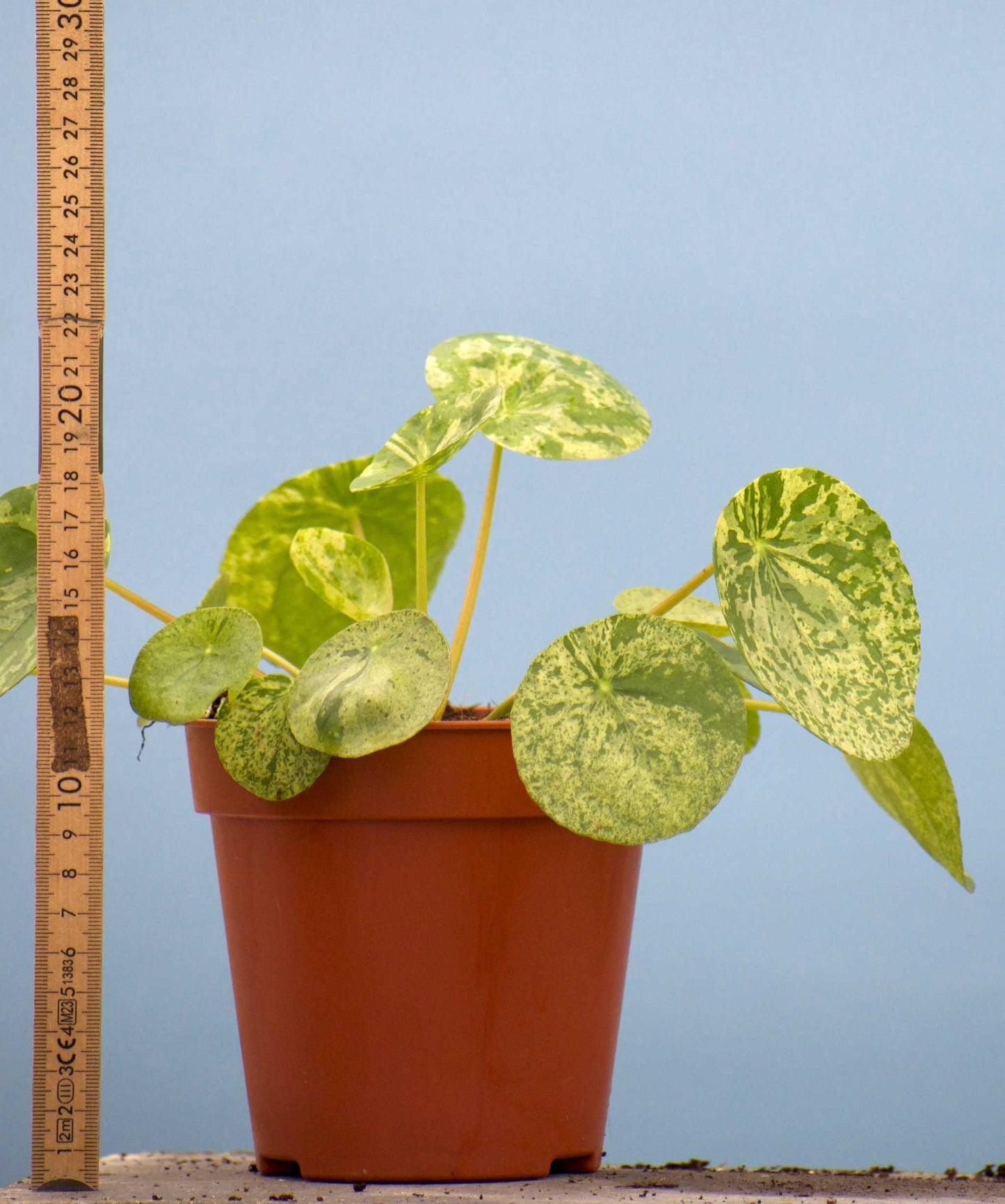 Pilea peperomioides 'Mojito'