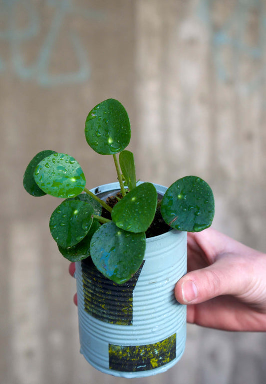 Pilea peperomioides 'elefantöra'