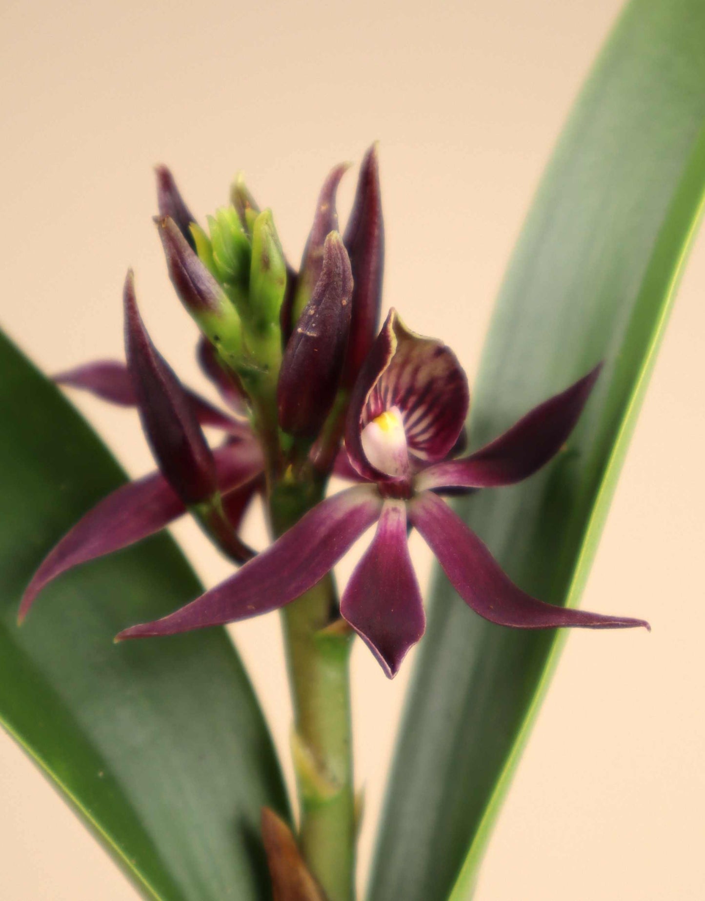 Guarechea Miva Etoile Noire „Black Comet“