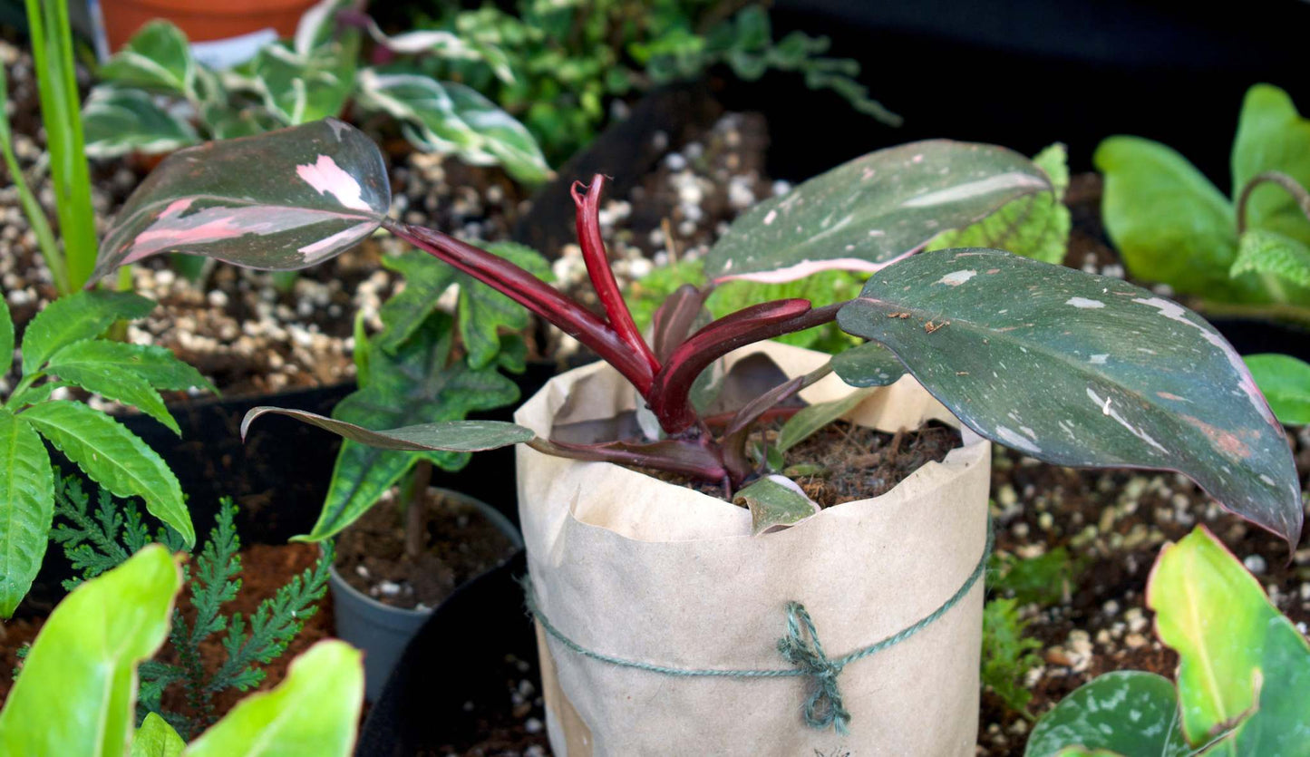 Philodendron 'Pink Princess'