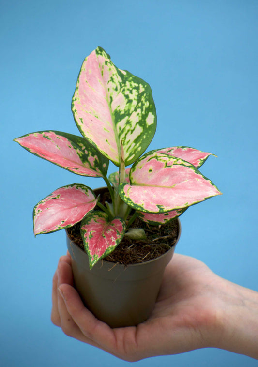 Färgglad silverkalla