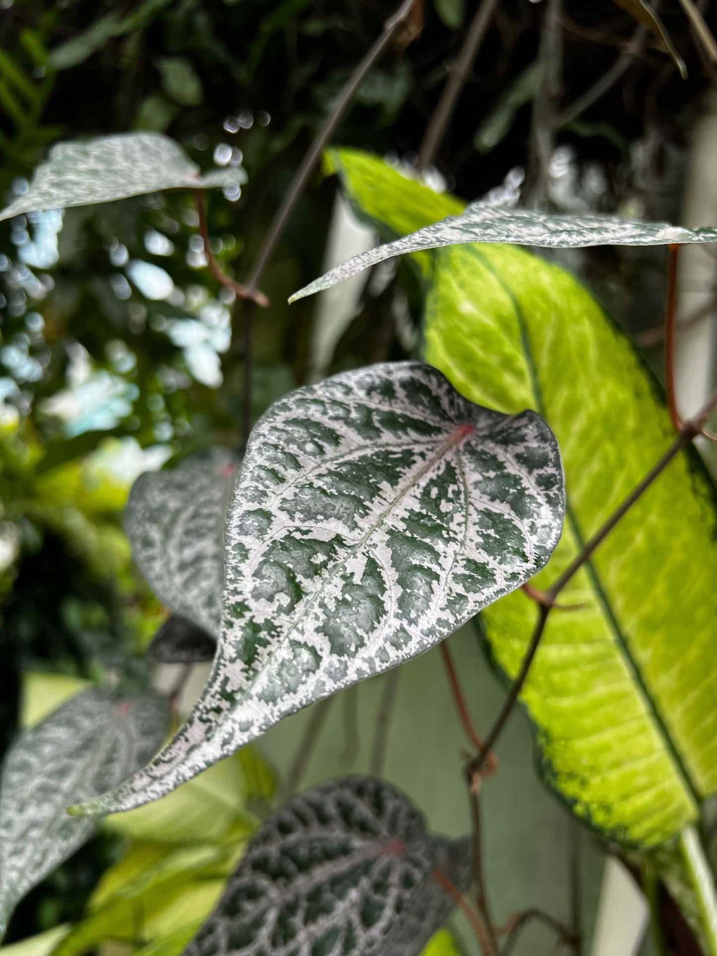 piper ornatum