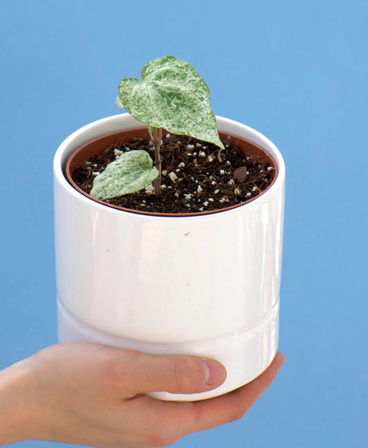 Piper sylvaticum variegata (variegerad peppar)