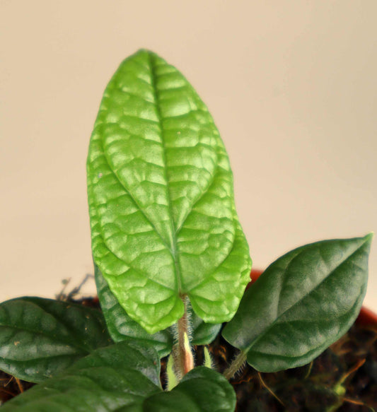 Piper parmatum