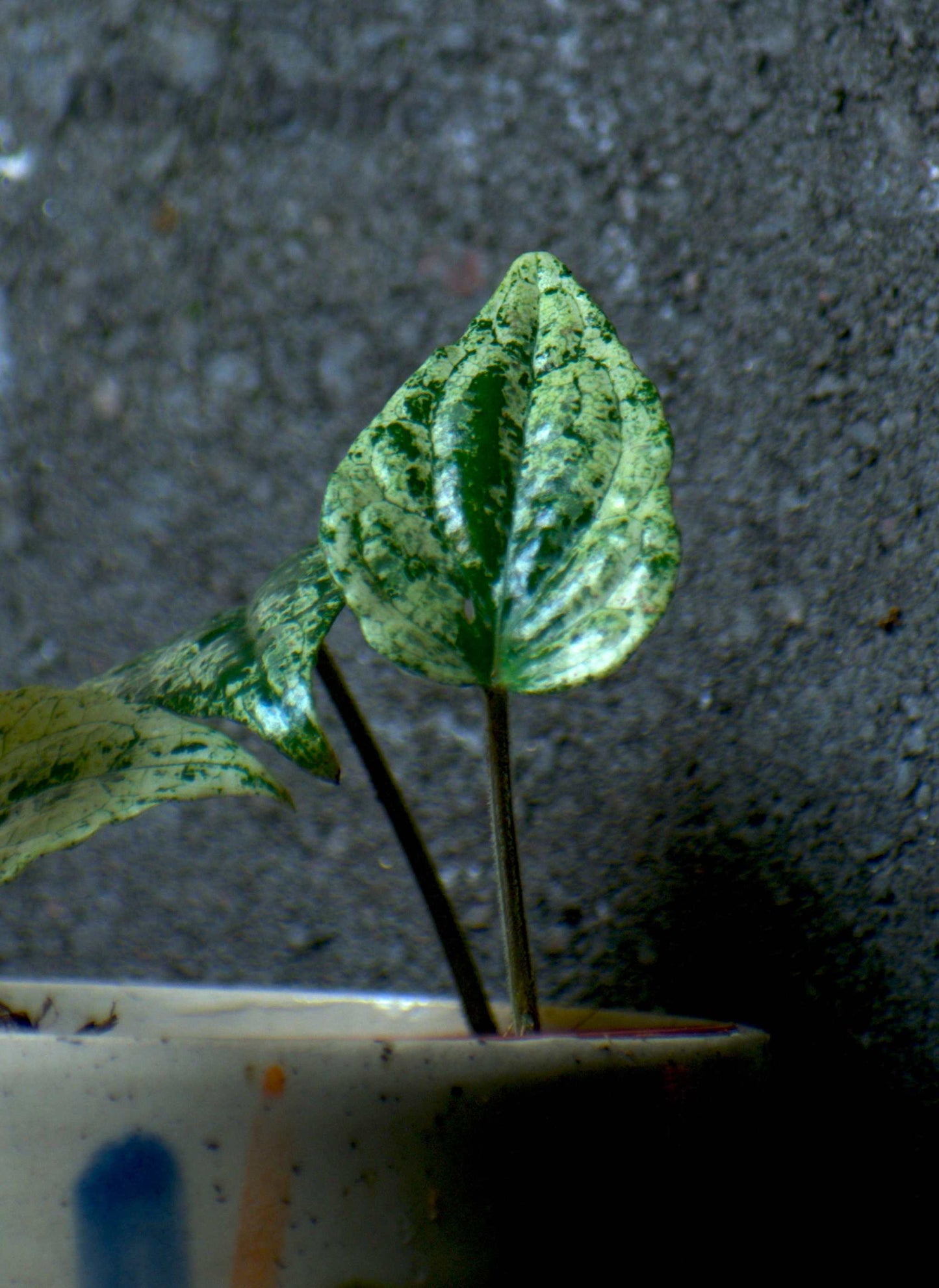 Piper sylvaticum variegata (variegerad peppar)