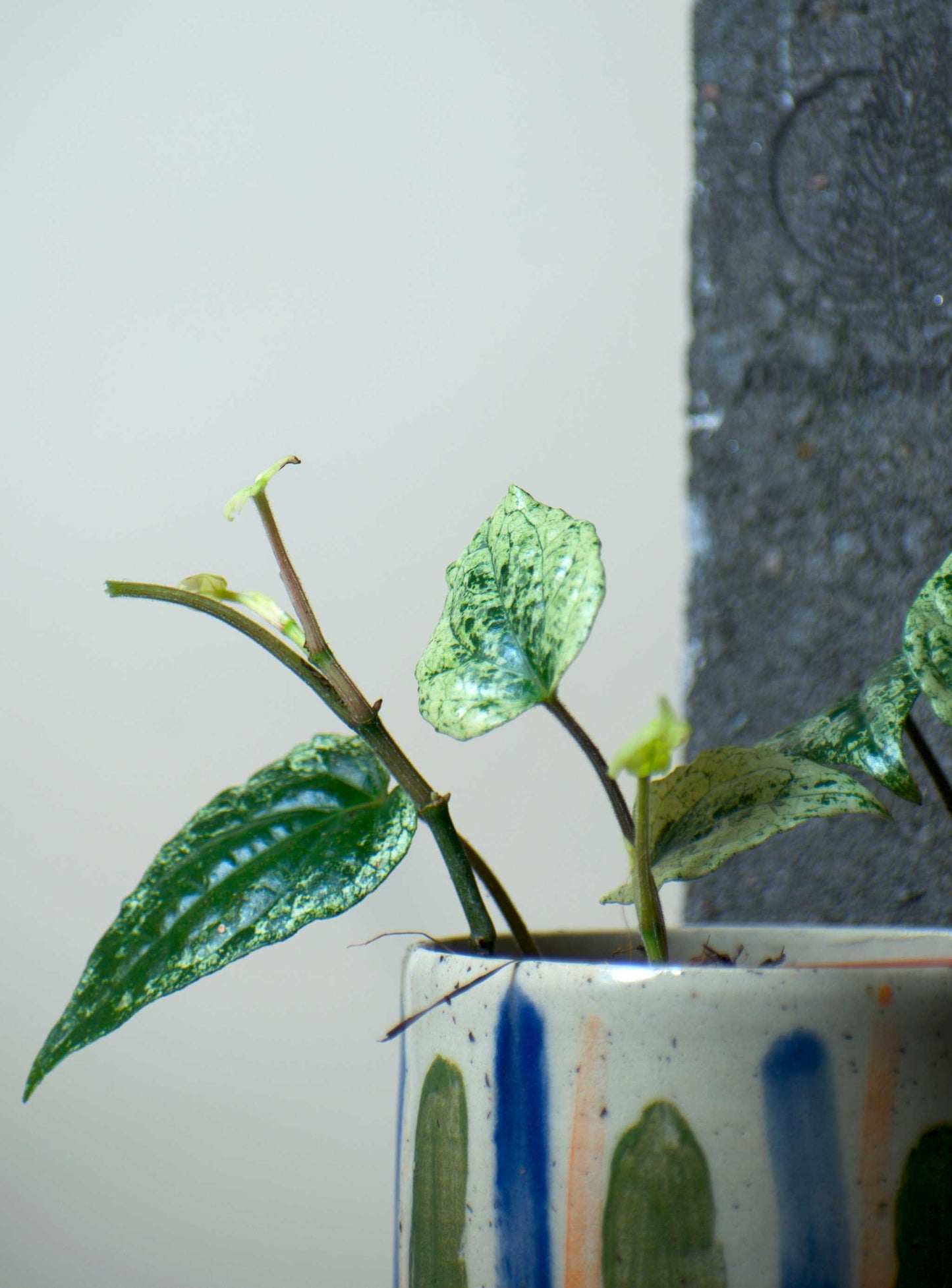 Piper sylvaticum variegata (variegerad peppar)