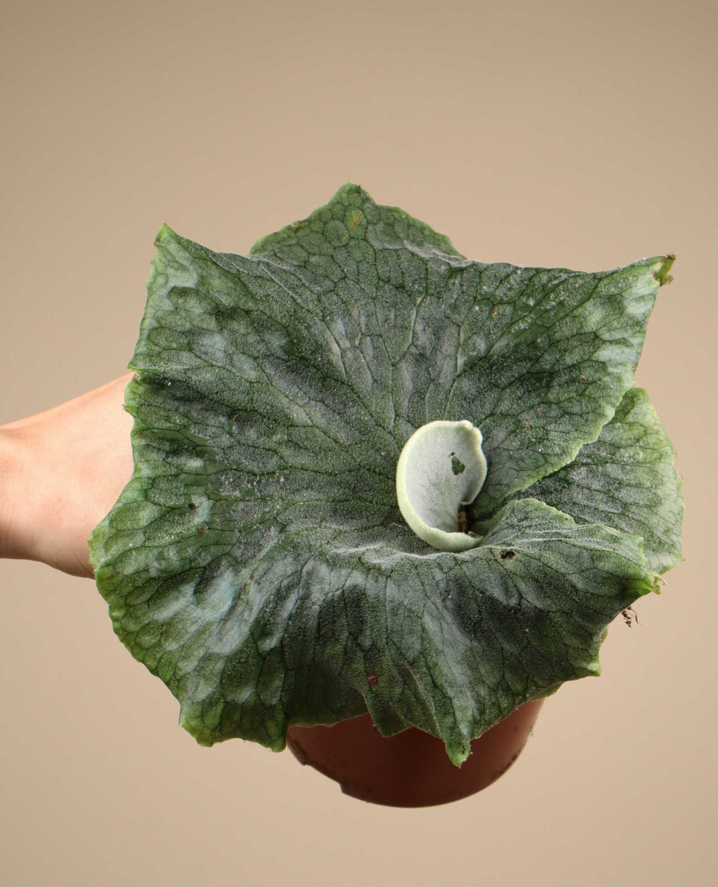 Platycerium superbum