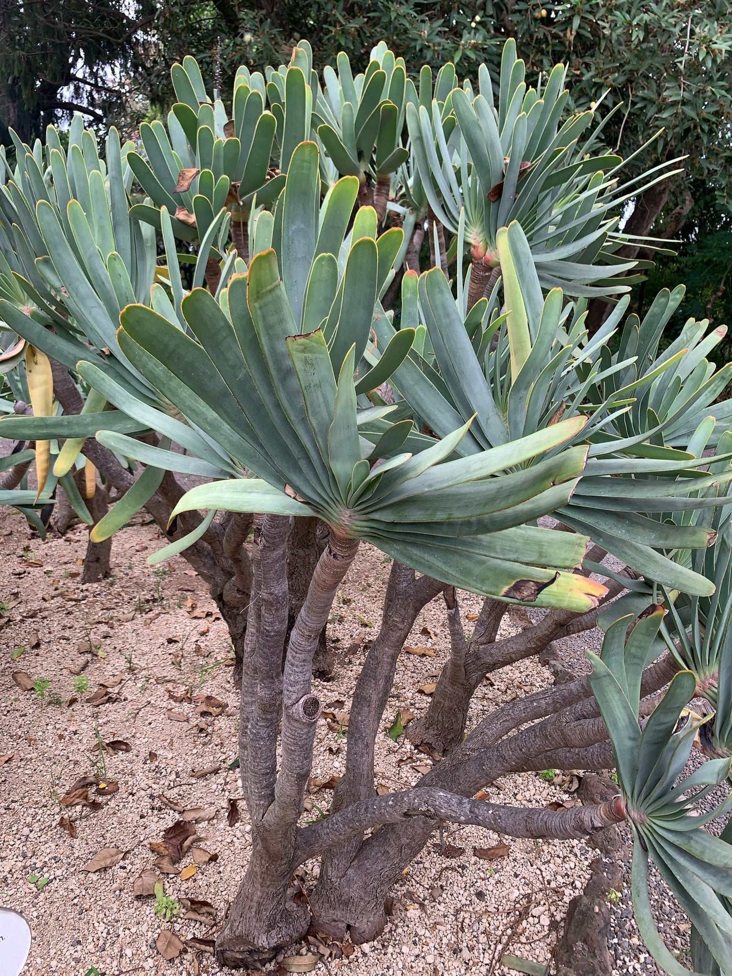 Aloe plicatilis