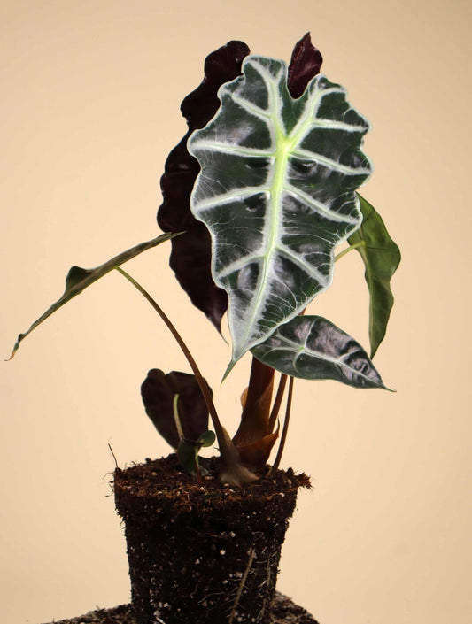 Alocasia Polly