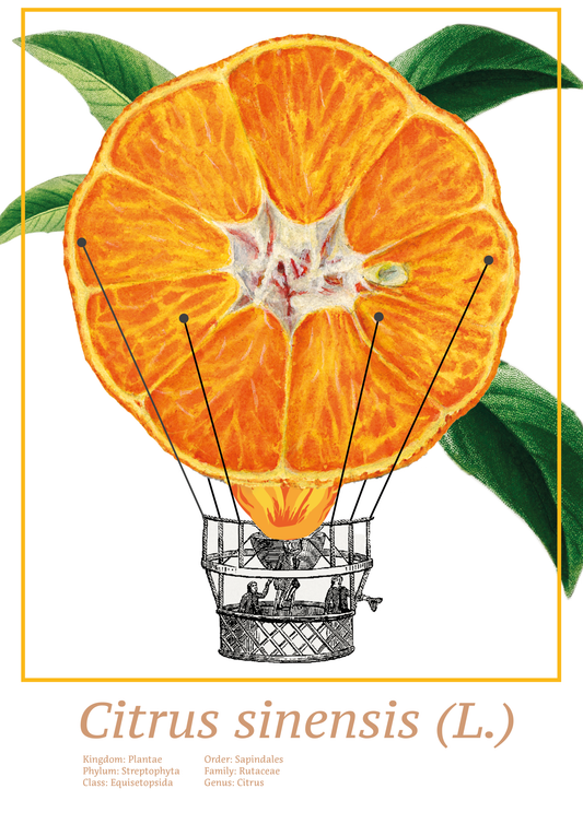 Poster | „Nach Griechenland für Orangen“