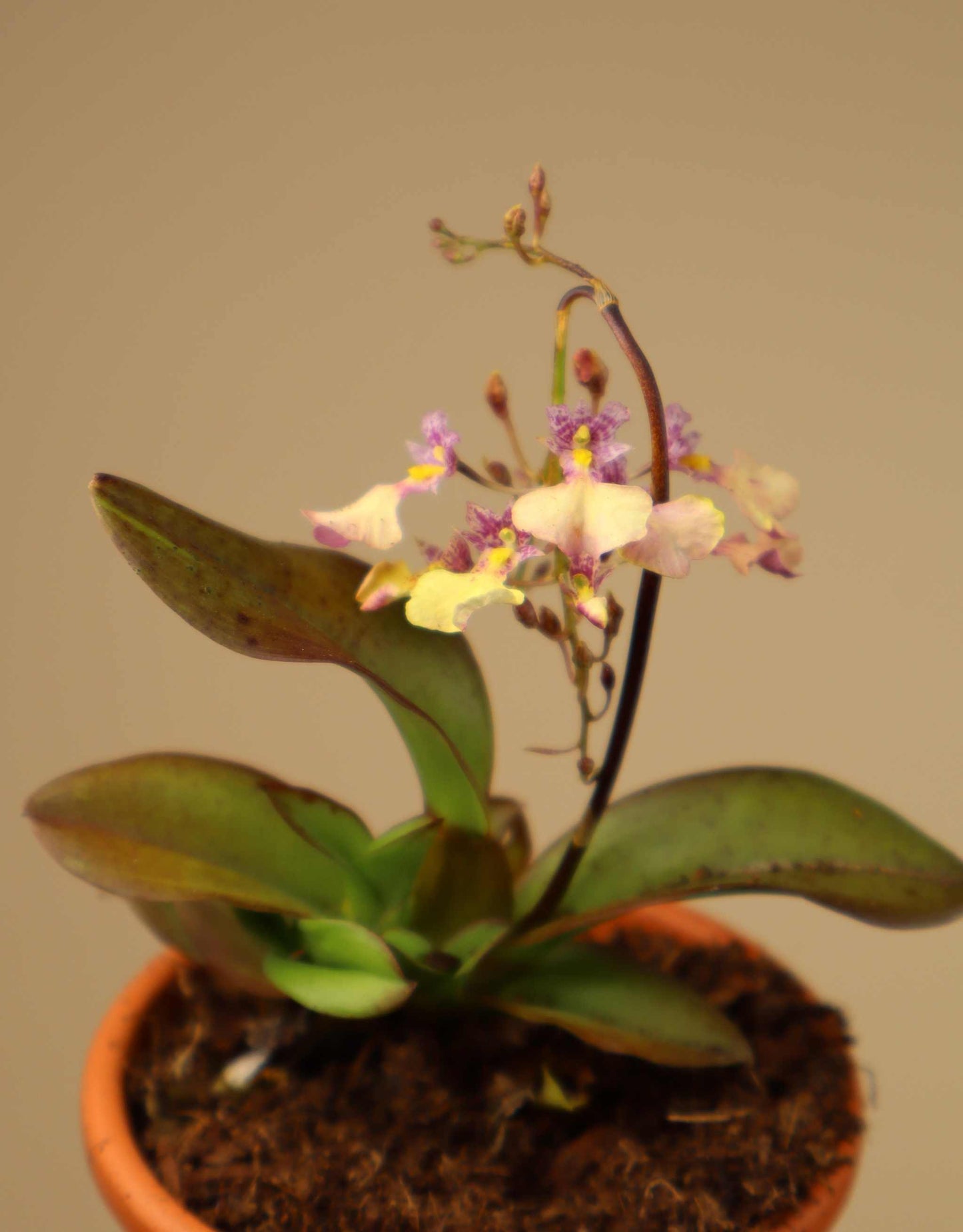 Ionmesa Popcorn (Oncidium)