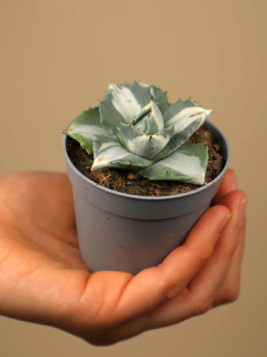 Agave potatorum (Tequila mezcal Agave)