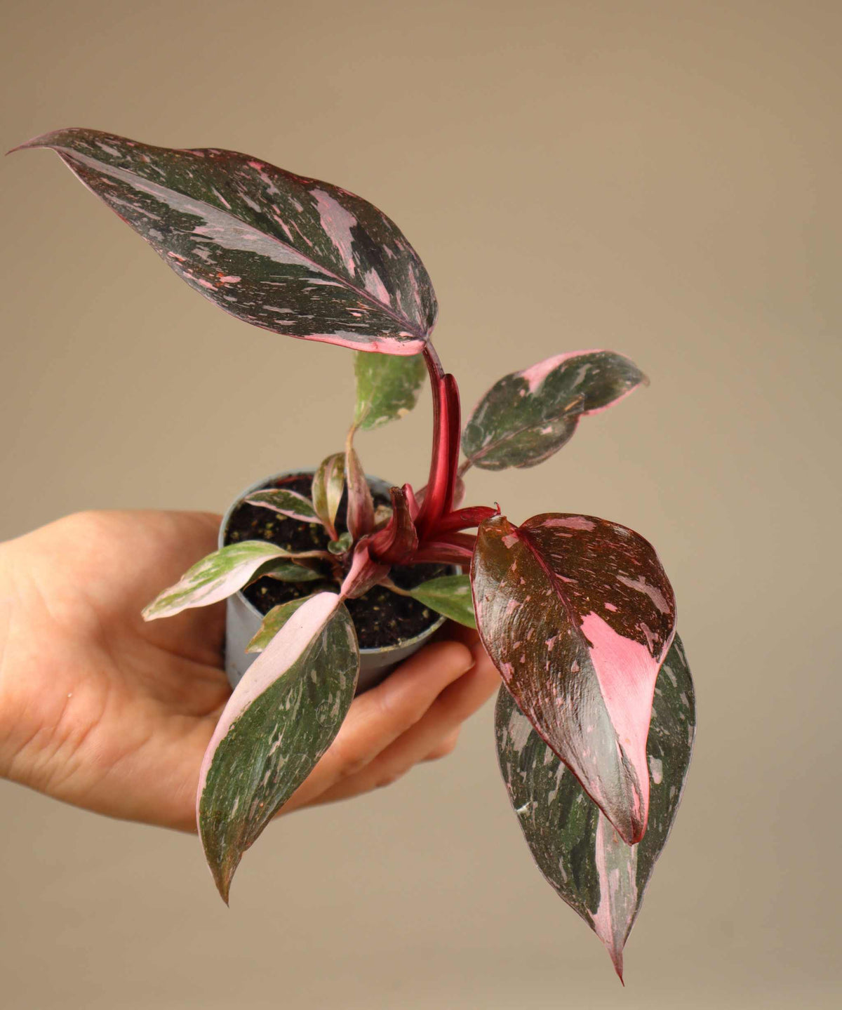 Philodendron 'Pink Princess Marble'