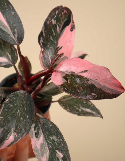 Philodendron 'Pink Princess Marble'