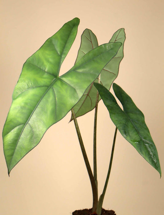 Alocasia princeps 'Purple Cloak'