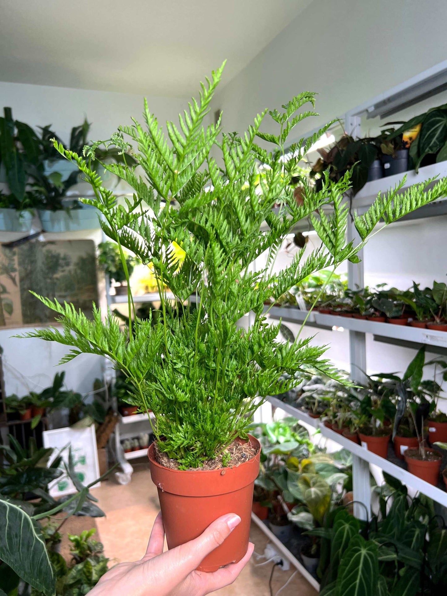 Pteris dentata