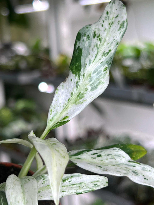 Rhaphidophora puberula variegata