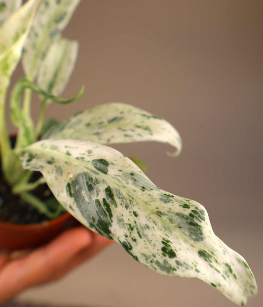 Rhaphidophora puberula variegata