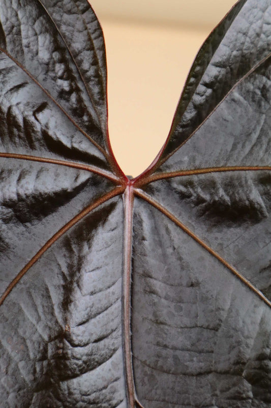 Anthurium 'Queen of Hearts'