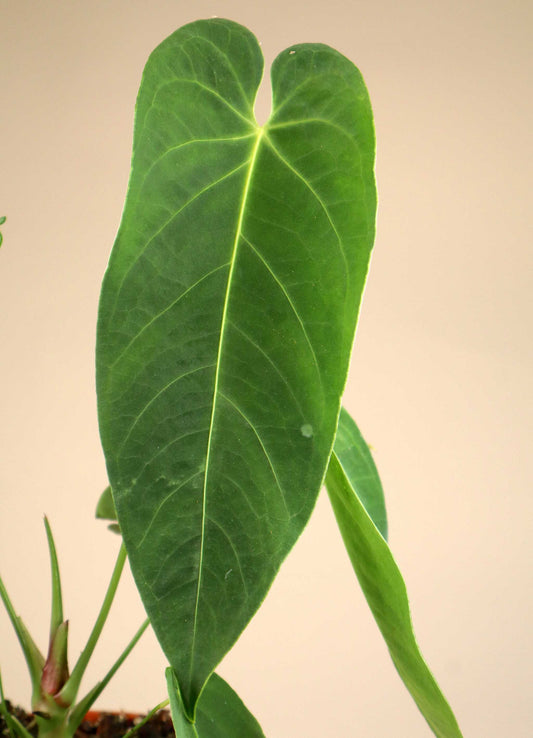Anthurium queremalense (damaged leaves)