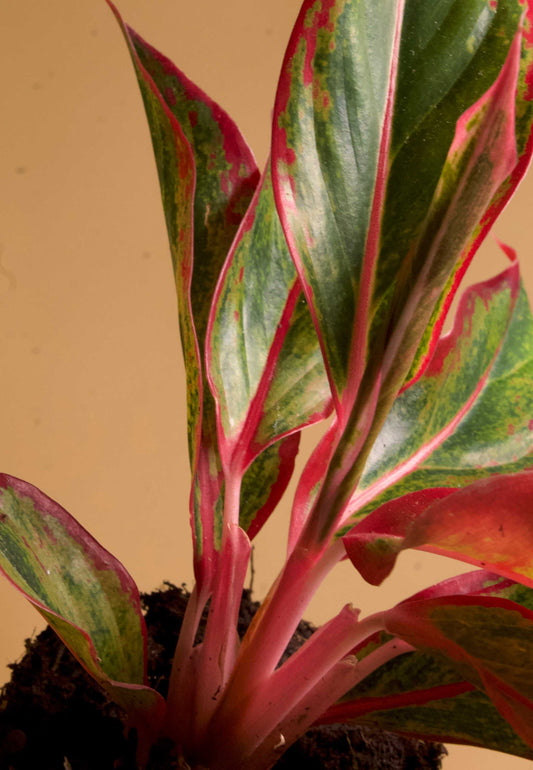 Aglaonema 'Rotes Feuer'