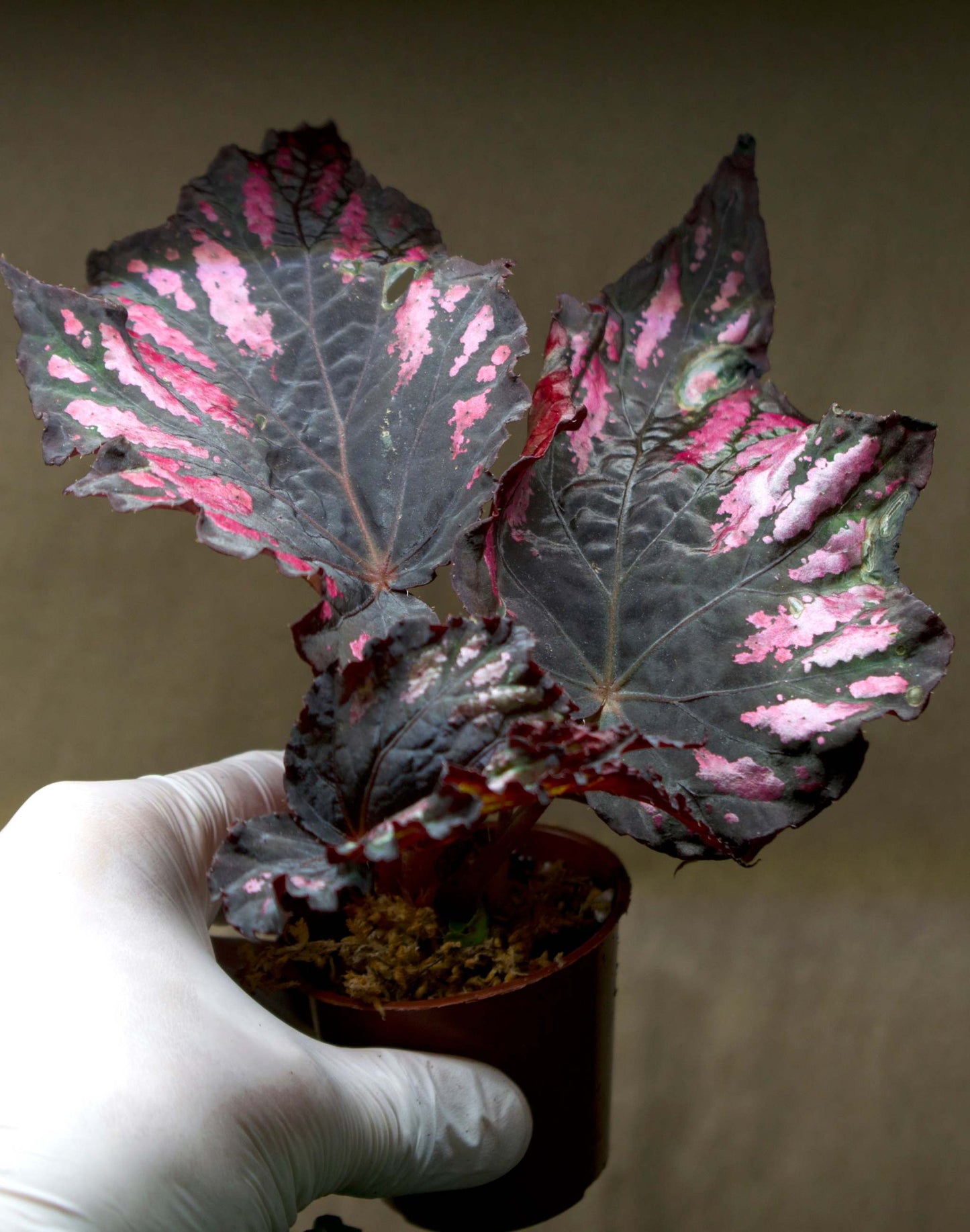 Begonia Rex 'Red Black'